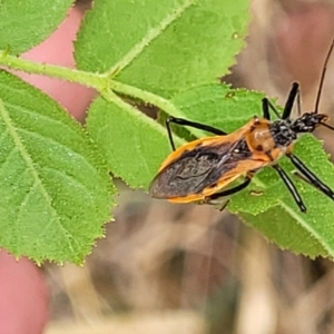 Gminatus australis at Bruce, ACT - 16 Jan 2023 03:07 PM