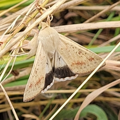 Helicoverpa punctigera (Native Budworm) at Bruce Ridge to Gossan Hill - 16 Jan 2023 by trevorpreston