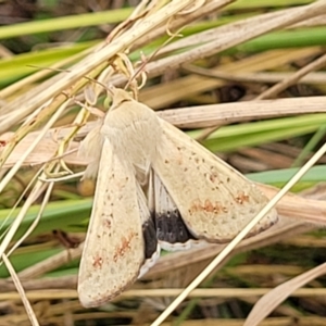 Helicoverpa punctigera at Bruce, ACT - 16 Jan 2023