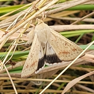 Helicoverpa punctigera at Bruce, ACT - 16 Jan 2023 03:06 PM