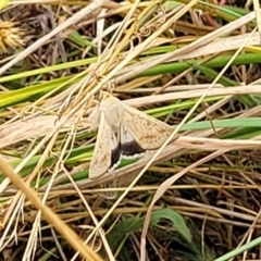 Helicoverpa punctigera at Bruce, ACT - 16 Jan 2023