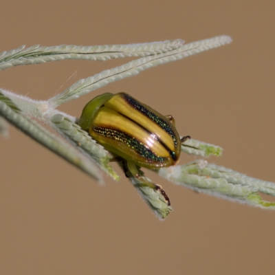 Calomela juncta (Leaf beetle) at Mulligans Flat - 10 Jan 2023 by KorinneM