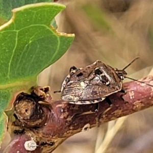 Cermatulus nasalis at Bruce, ACT - 16 Jan 2023