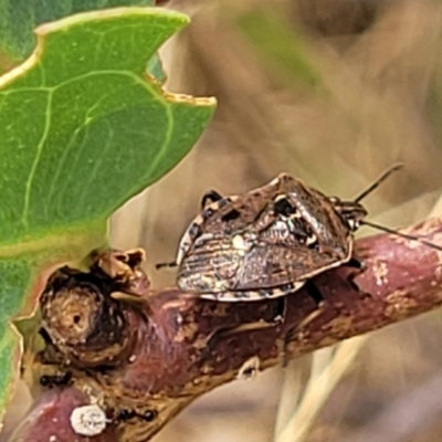 Cermatulus nasalis (Predatory shield bug, Glossy shield bug) at Bruce, ACT - 16 Jan 2023 by trevorpreston