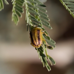 Calomela vittata (Acacia leaf beetle) at Mulligans Flat - 10 Jan 2023 by KorinneM