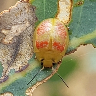 Paropsisterna fastidiosa (Eucalyptus leaf beetle) at Bruce, ACT - 16 Jan 2023 by trevorpreston