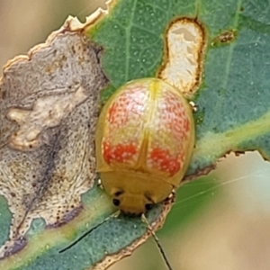 Paropsisterna fastidiosa at Bruce, ACT - 16 Jan 2023 03:03 PM