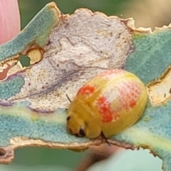 Paropsisterna fastidiosa at Bruce, ACT - 16 Jan 2023