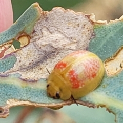 Paropsisterna fastidiosa at Bruce, ACT - 16 Jan 2023