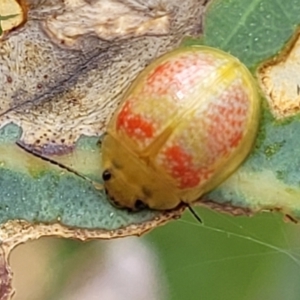 Paropsisterna fastidiosa at Bruce, ACT - 16 Jan 2023