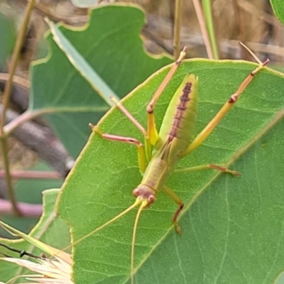 Torbia viridissima (Gum Leaf Katydid) at Flea Bog Flat, Bruce - 16 Jan 2023 by trevorpreston