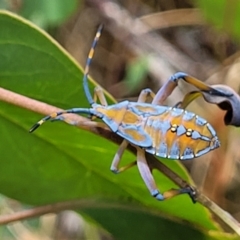 Amorbus alternatus (Eucalyptus Tip Bug) at Flea Bog Flat, Bruce - 16 Jan 2023 by trevorpreston