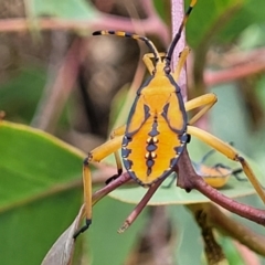 Amorbus alternatus (Eucalyptus Tip Bug) at Bruce Ridge to Gossan Hill - 16 Jan 2023 by trevorpreston