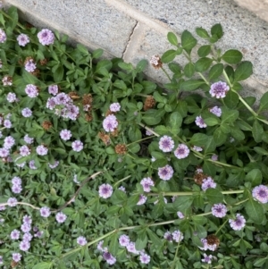 Phyla nodiflora at Weetangera, ACT - 1 Jan 2023