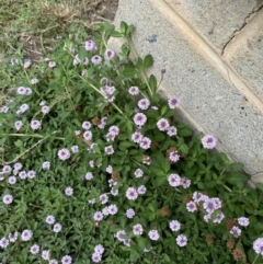 Phyla nodiflora at Weetangera, ACT - 1 Jan 2023