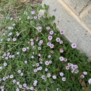 Phyla nodiflora at Weetangera, ACT - 1 Jan 2023