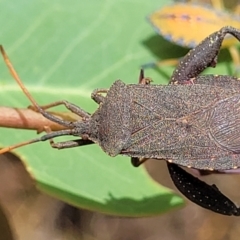 Amorbus (genus) (Eucalyptus Tip bug) at Bruce, ACT - 16 Jan 2023 by trevorpreston