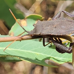 Amorbus sp. (genus) at Bruce, ACT - 16 Jan 2023