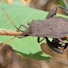 Amorbus sp. (genus) at Bruce, ACT - 16 Jan 2023