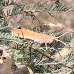 Goniaea opomaloides (Mimetic Gumleaf Grasshopper) at Flea Bog Flat, Bruce - 16 Jan 2023 by trevorpreston