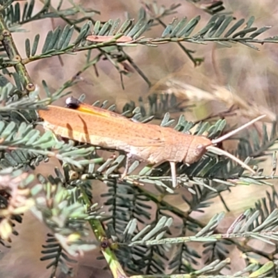 Goniaea opomaloides (Mimetic Gumleaf Grasshopper) at Bruce, ACT - 16 Jan 2023 by trevorpreston