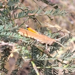 Goniaea opomaloides at Bruce, ACT - 16 Jan 2023 02:59 PM