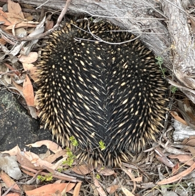 Tachyglossus aculeatus (Short-beaked Echidna) at Black Mountain - 16 Jan 2023 by HelenWay