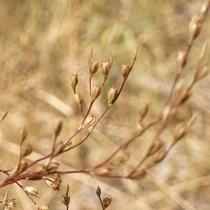 Juncus usitatus at Bruce, ACT - 16 Jan 2023