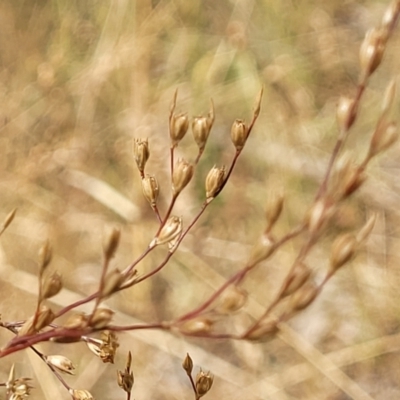 Juncus usitatus (Common Rush) at Flea Bog Flat, Bruce - 16 Jan 2023 by trevorpreston