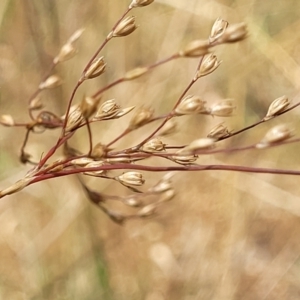 Juncus usitatus at Bruce, ACT - 16 Jan 2023