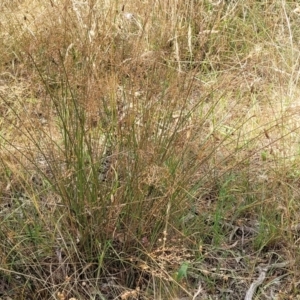 Juncus usitatus at Bruce, ACT - 16 Jan 2023