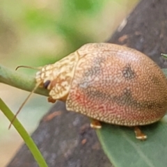 Paropsis atomaria (Eucalyptus leaf beetle) at Bruce, ACT - 16 Jan 2023 by trevorpreston