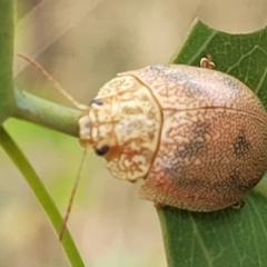 Paropsis atomaria at Bruce, ACT - 16 Jan 2023