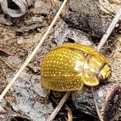 Paropsisterna cloelia (Eucalyptus variegated beetle) at Flea Bog Flat, Bruce - 16 Jan 2023 by trevorpreston