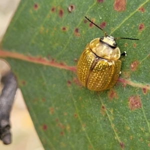 Paropsisterna cloelia at Bruce, ACT - 16 Jan 2023