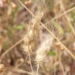 Cynosurus echinatus (Rough Dog's Tail Grass) at Bruce, ACT - 16 Jan 2023 by trevorpreston