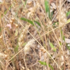 Cynosurus echinatus at Bruce, ACT - 16 Jan 2023 02:52 PM