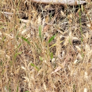 Cynosurus echinatus at Bruce, ACT - 16 Jan 2023