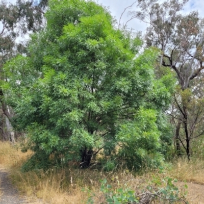 Fraxinus sp. (An Ash) at Flea Bog Flat, Bruce - 16 Jan 2023 by trevorpreston