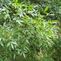 Fraxinus sp. at Bruce, ACT - 16 Jan 2023