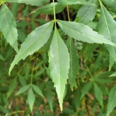 Fraxinus sp. at Bruce, ACT - 16 Jan 2023 02:49 PM