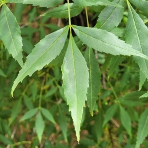 Fraxinus sp. at Bruce, ACT - 16 Jan 2023