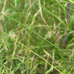 Microlaena stipoides (Weeping Grass) at Bruce, ACT - 16 Jan 2023 by trevorpreston