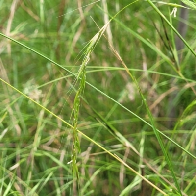 Microlaena stipoides (Weeping Grass) at Bruce, ACT - 16 Jan 2023 by trevorpreston