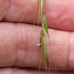 Microlaena stipoides at Bruce, ACT - 16 Jan 2023