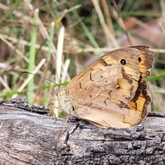 Heteronympha merope (Common Brown Butterfly) at Bruce, ACT - 16 Jan 2023 by trevorpreston