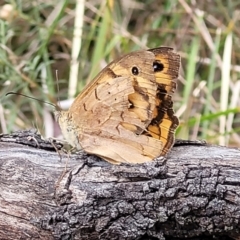 Heteronympha merope at Bruce, ACT - 16 Jan 2023