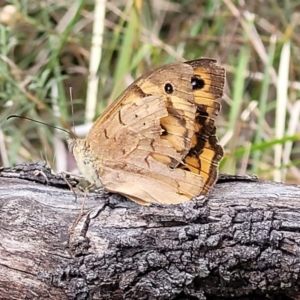 Heteronympha merope at Bruce, ACT - 16 Jan 2023