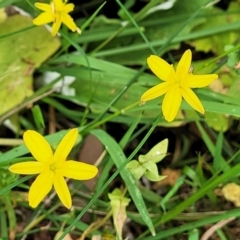 Tricoryne elatior (Yellow Rush Lily) at Bruce, ACT - 16 Jan 2023 by trevorpreston