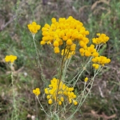 Chrysocephalum semipapposum (Clustered Everlasting) at Bruce, ACT - 16 Jan 2023 by trevorpreston